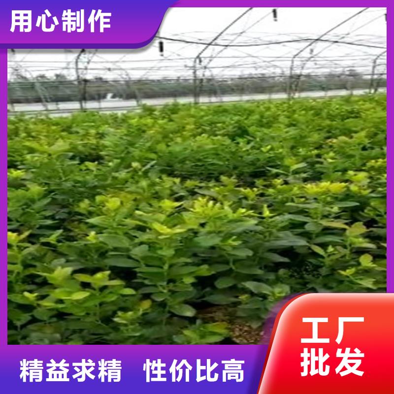 蓝莓苗樱桃苗用途广泛N年专注