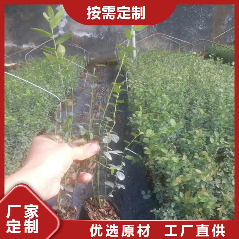 【蓝莓苗,樱桃苗真正的源头厂家】当地生产厂家