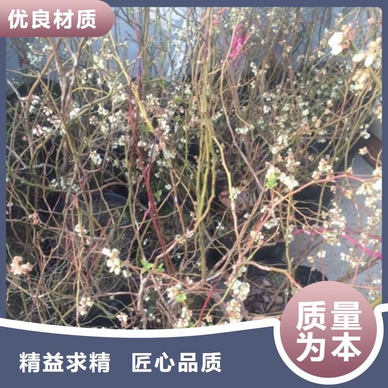 ​蓝莓苗樱桃苗好品质经得住考验按需定制真材实料