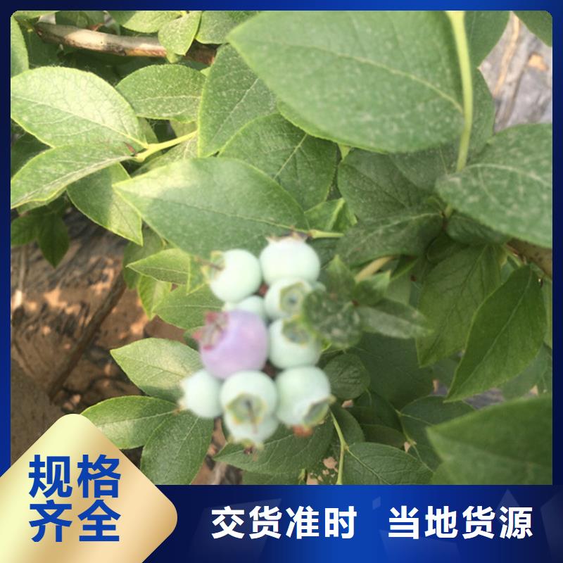 蓝莓苗【板栗苗】好货有保障让客户买的放心