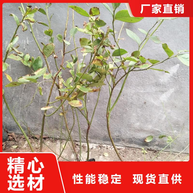 【蓝莓苗】苹果苗的简单介绍源头厂家量大价优