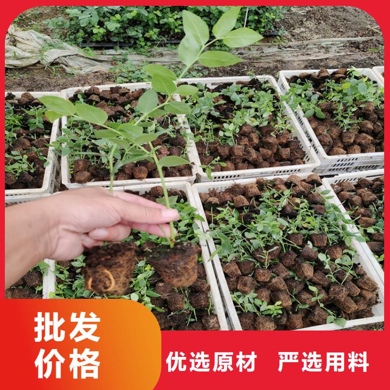 蓝莓苗樱桃苗支持加工定制质量上乘