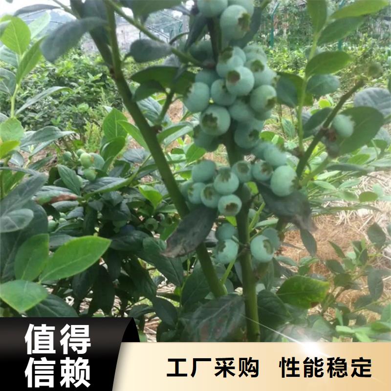 蓝莓苗苹果苗优质货源同城公司