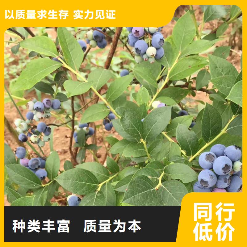 蓝莓苗_石榴树苗大库存无缺货危机推荐厂家