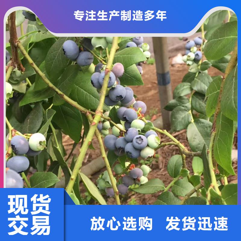 【蓝莓苗-石榴树用心提升细节】多种规格可选