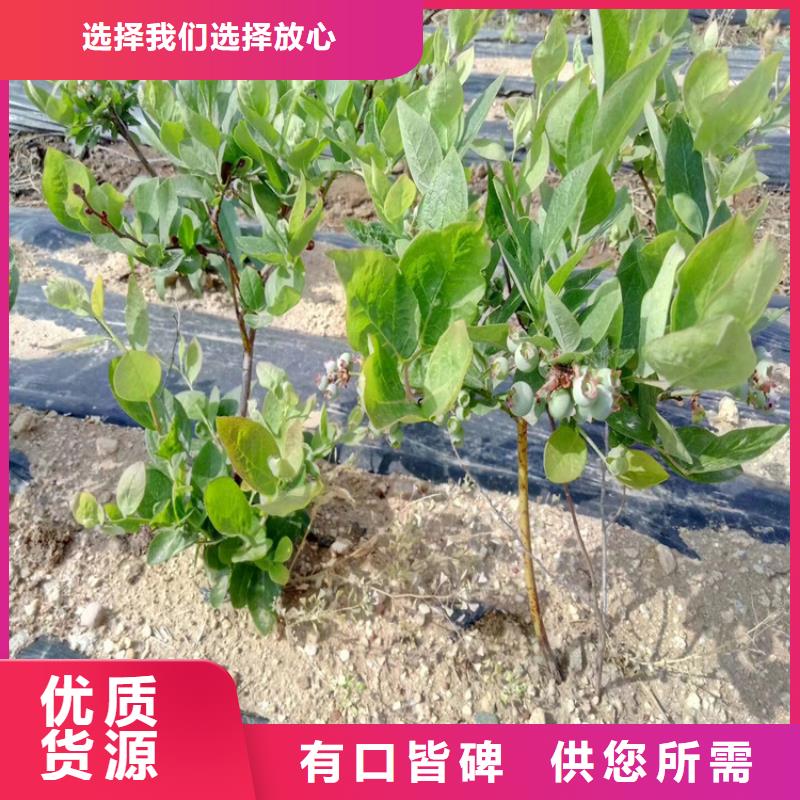 蓝莓苗石榴树好货直销源头厂商