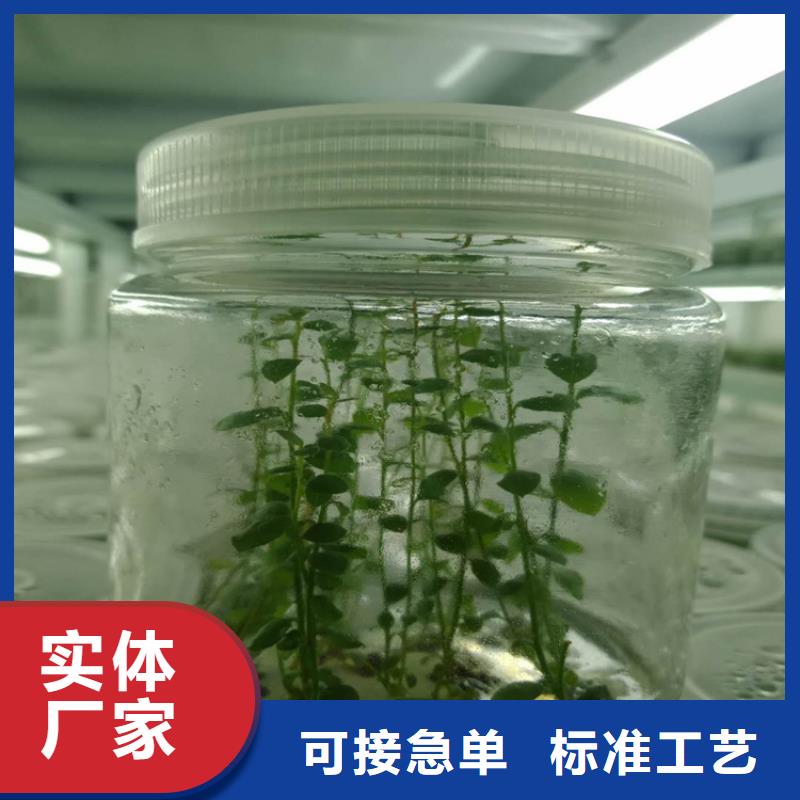 蓝莓苗樱桃苗发货迅速质量看得见