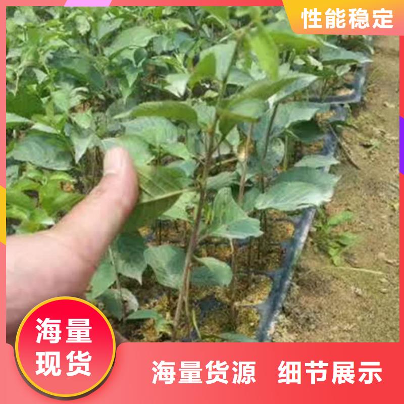 樱桃苹果苗颜色尺寸款式定制供应采购