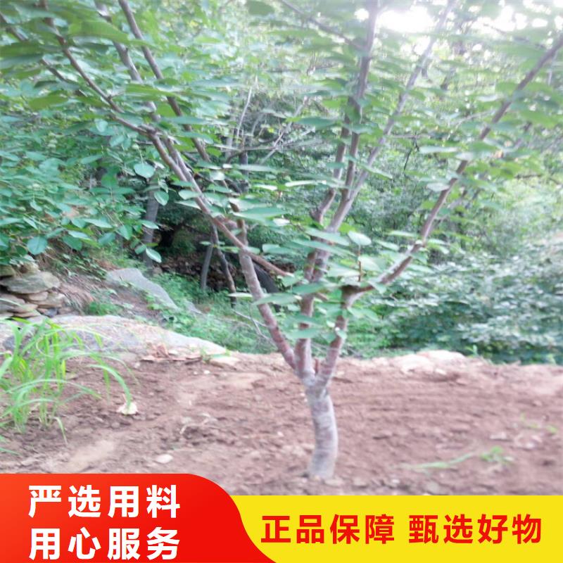 樱桃苹果苗厂家直发厂家技术完善