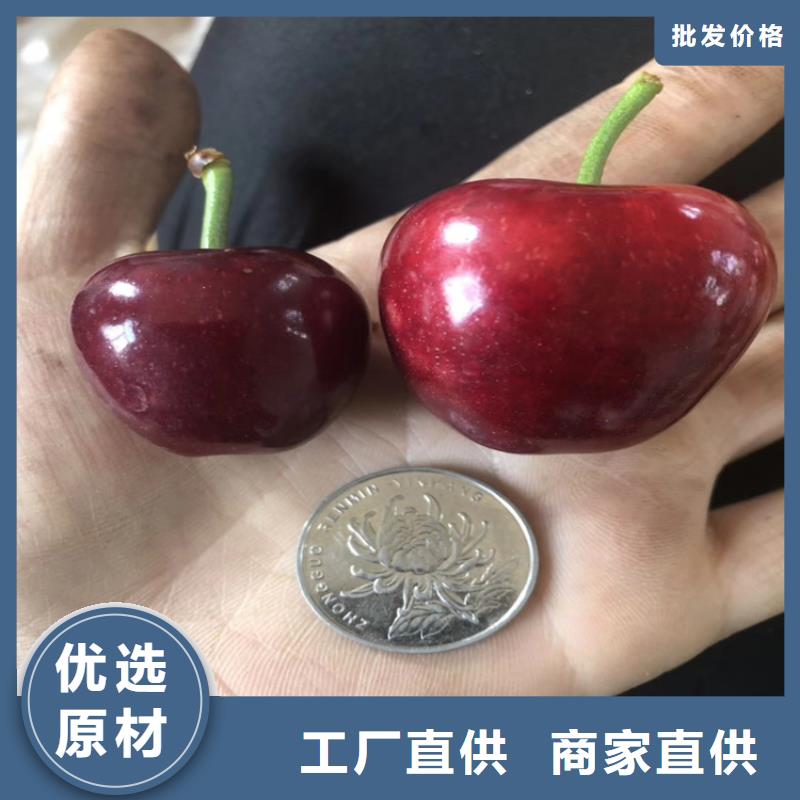 樱桃石榴树大厂生产品质同城经销商