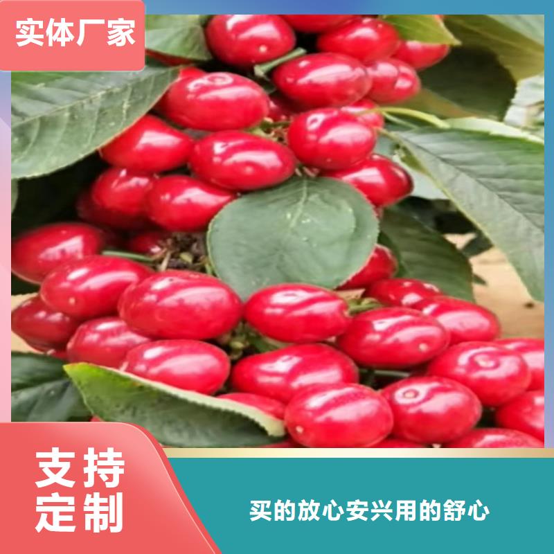 【樱桃蓝莓苗热销产品】工艺层层把关