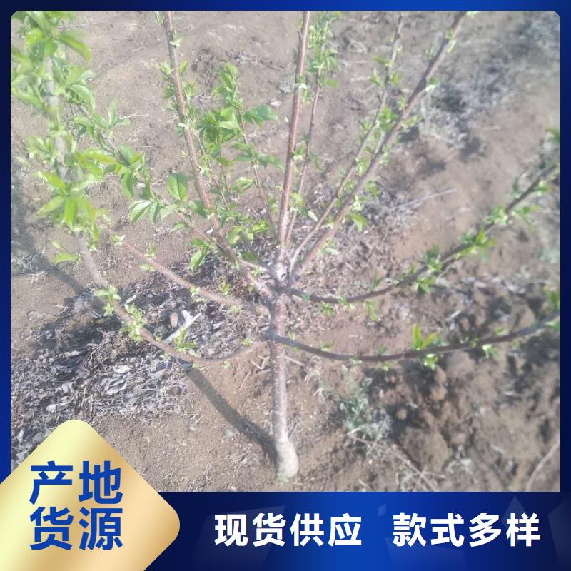 樱桃,【杏树苗】用心提升细节当地服务商