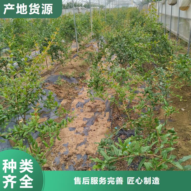 【石榴】红石榴苗基地N年生产经验当地供应商