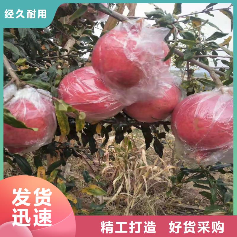 【石榴-蓝莓苗厂家直销售后完善】价格地道