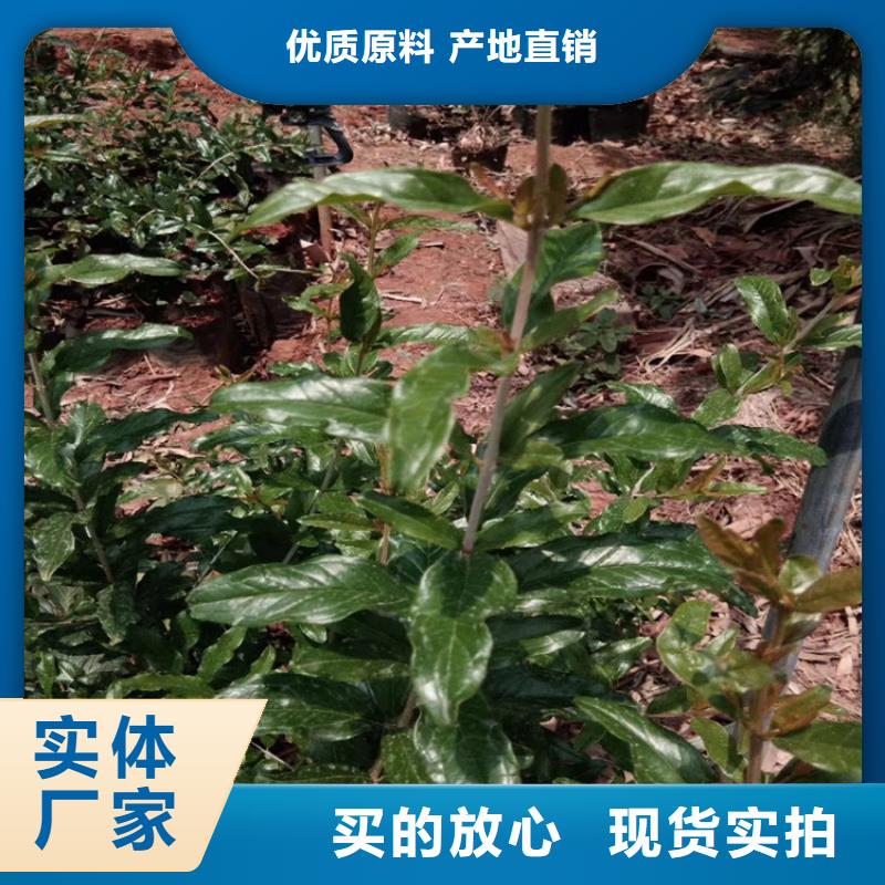 石榴奶油草莓适用场景当地生产商