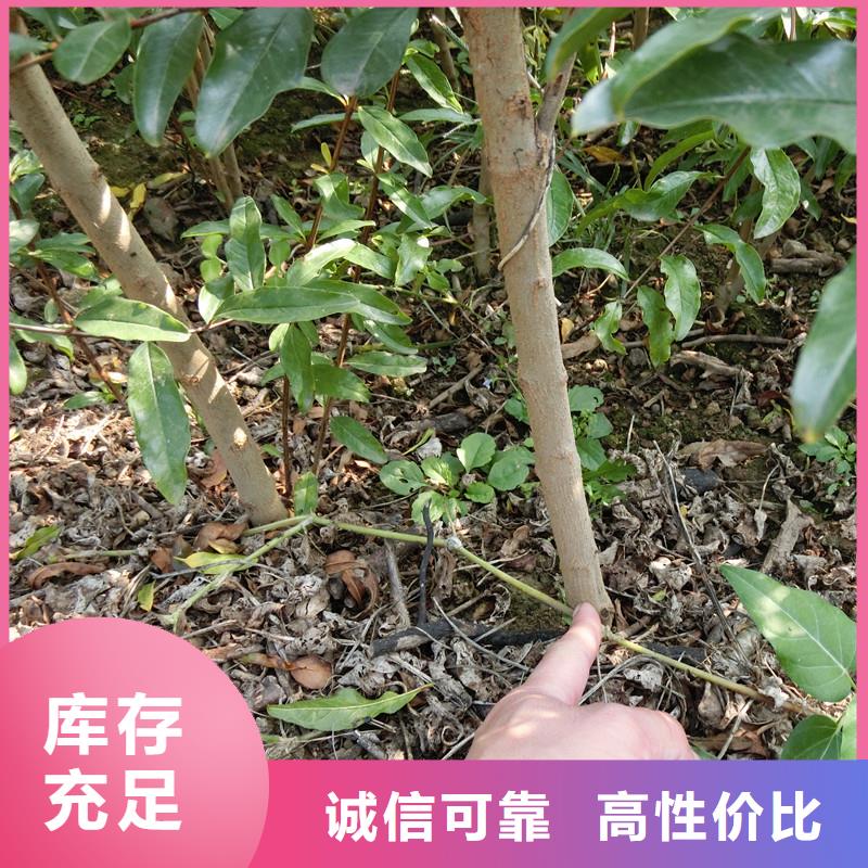 【石榴】桃树苗免费回电附近生产商