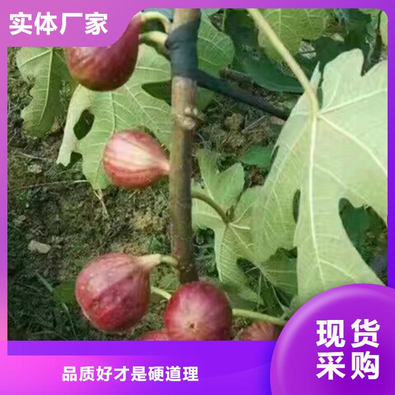 无花果黄瓜苗正规厂家工艺精细质保长久