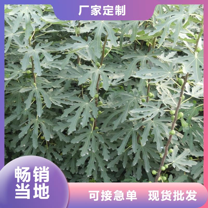 无花果桃树苗多年经验值得信赖服务周到