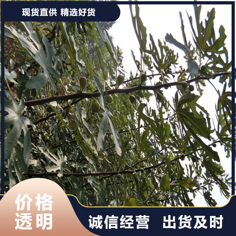 无花果板栗苗专业的生产厂家工艺成熟