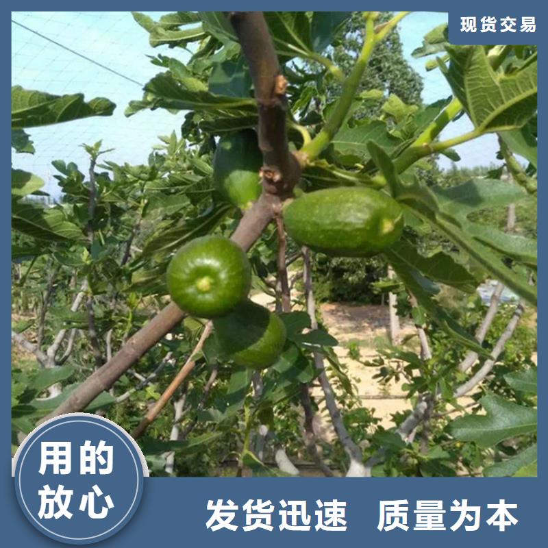 无花果石榴树工厂认证可定制有保障