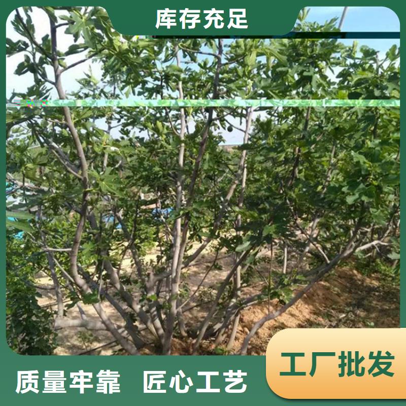 无花果樱桃苗实体诚信厂家批发供应