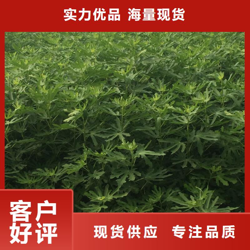 无花果无花果苗精选厂家好货当地货源