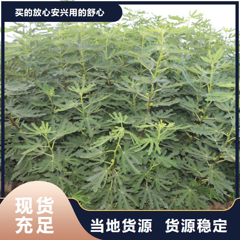 无花果蓝莓苗生产厂家品类齐全