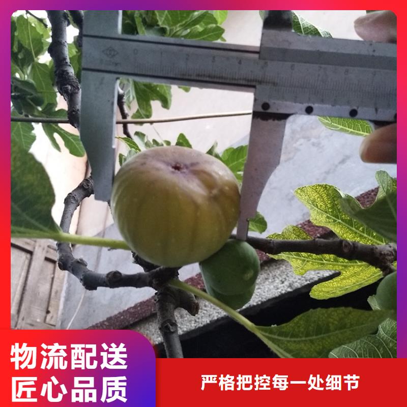 无花果_苹果苗实力大厂家保质保量