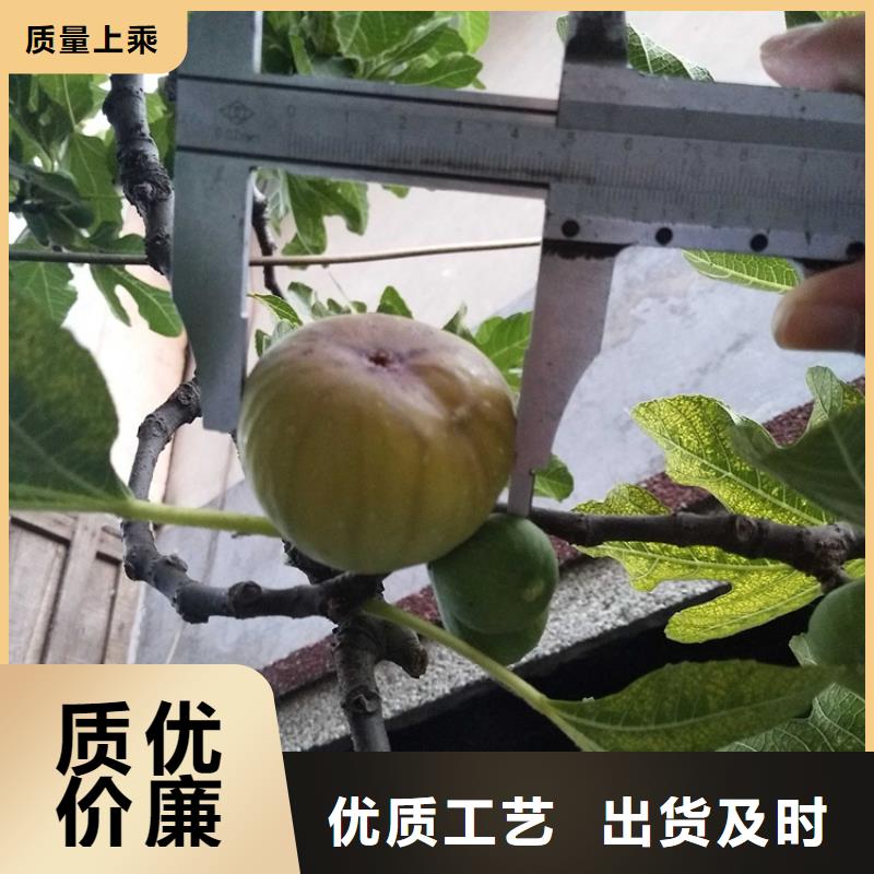 无花果【【蓝莓苗】】优质材料厂家直销源头把关放心选购