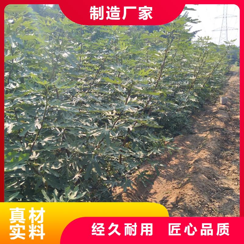 无花果黄瓜苗工程施工案例厂家货源稳定