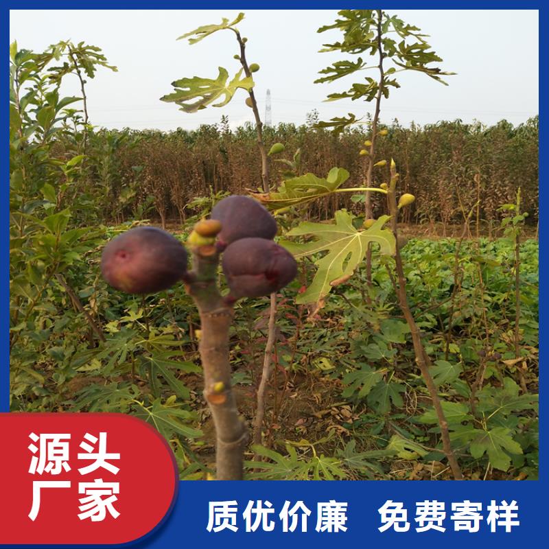 无花果梨树苗多年厂家可靠当地生产商