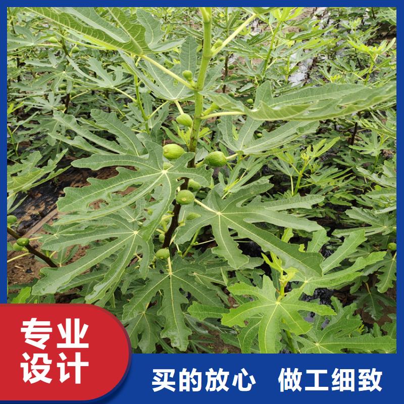 无花果板栗苗定制定做厂家十分靠谱