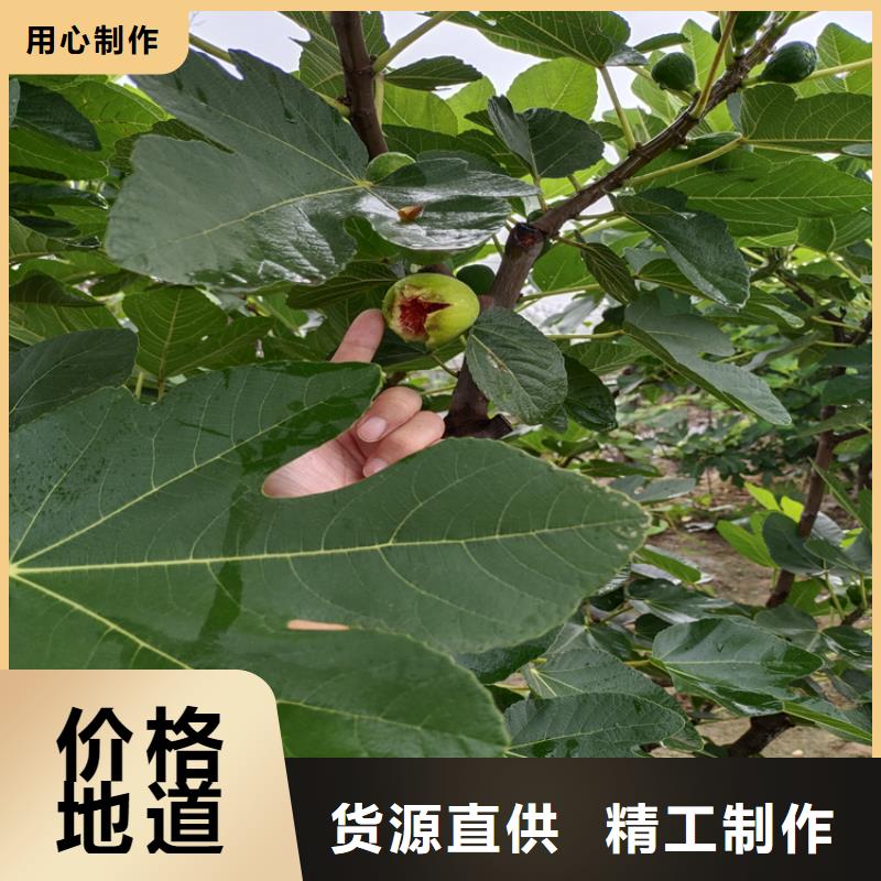 无花果_樱桃苗种类丰富支持定制