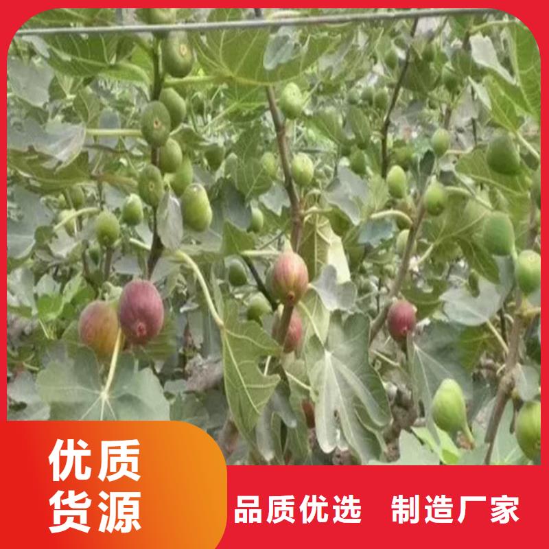 无花果,桃树苗应用领域用心制造