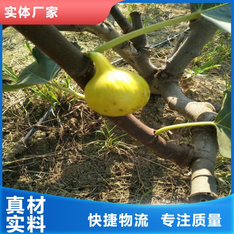 无花果蓝莓苗厂家直销供货稳定附近服务商