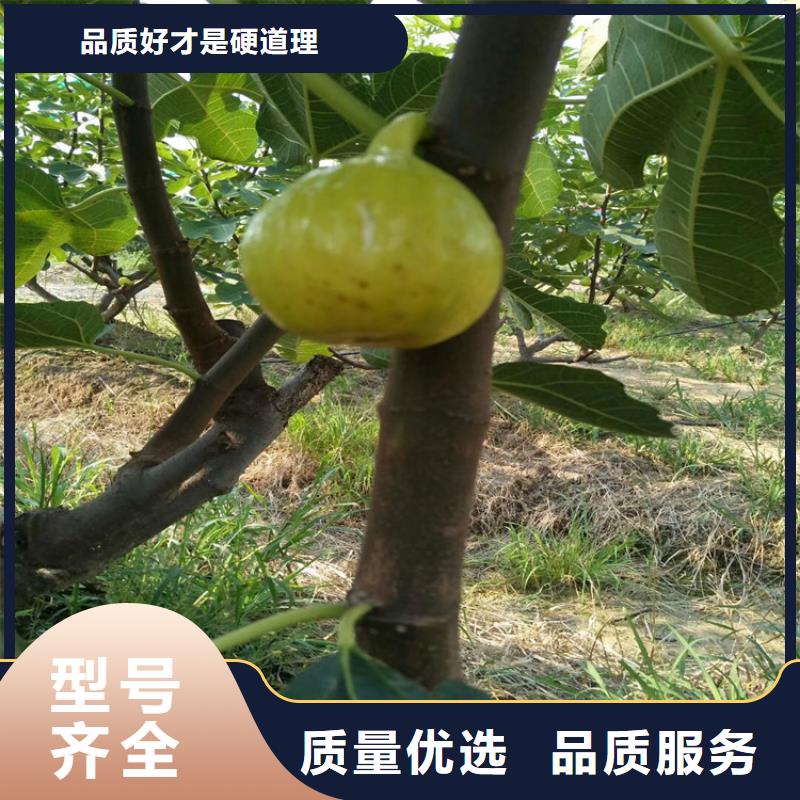 无花果蓝莓苗精心推荐实力工厂