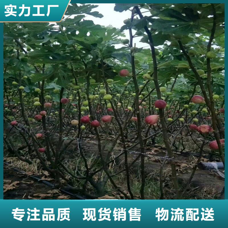 无花果红石榴苗基地订制批发附近制造商