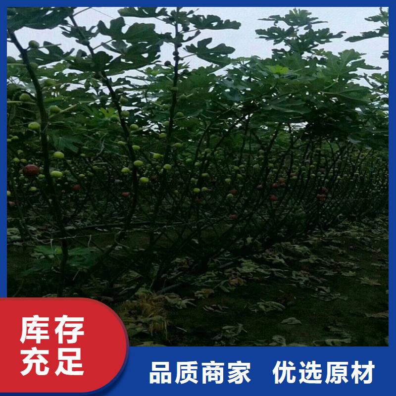 无花果樱桃苗产品细节参数精品优选