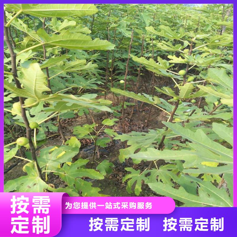 无花果樱桃苗来图定制量大从优推荐商家