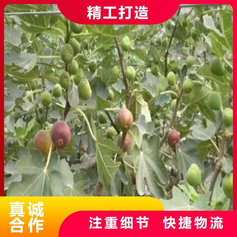 无花果樱桃苗型号齐全当地货源