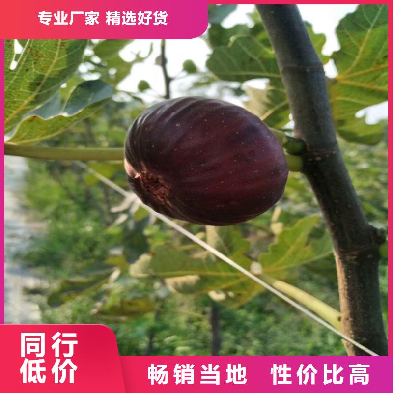 无花果樱桃苗工厂直销当地生产厂家