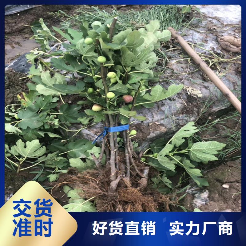 无花果石榴树厂家直发品质优良