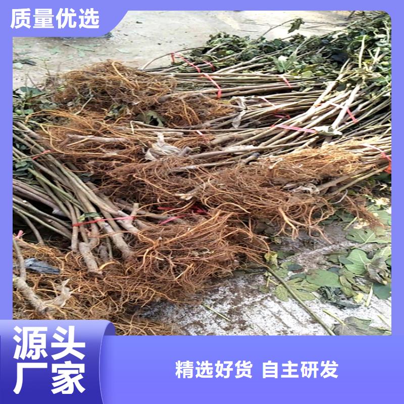 无花果桃树苗工厂采购厂家工艺先进