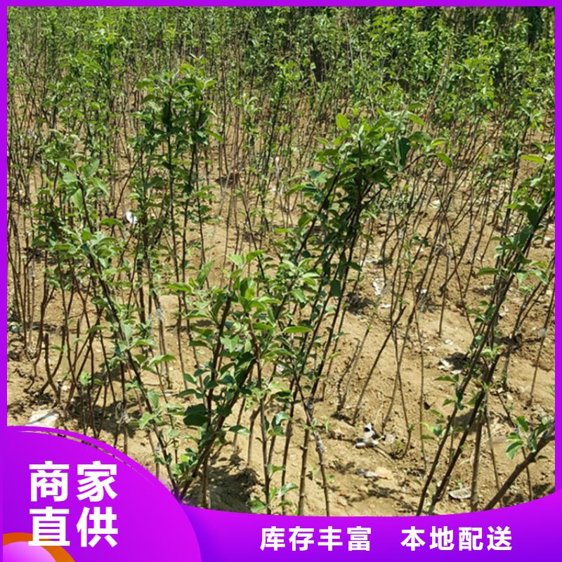 苹果,苹果苗细节决定品质用心服务