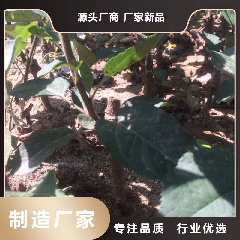 【苹果-桃树苗品质商家】批发供应