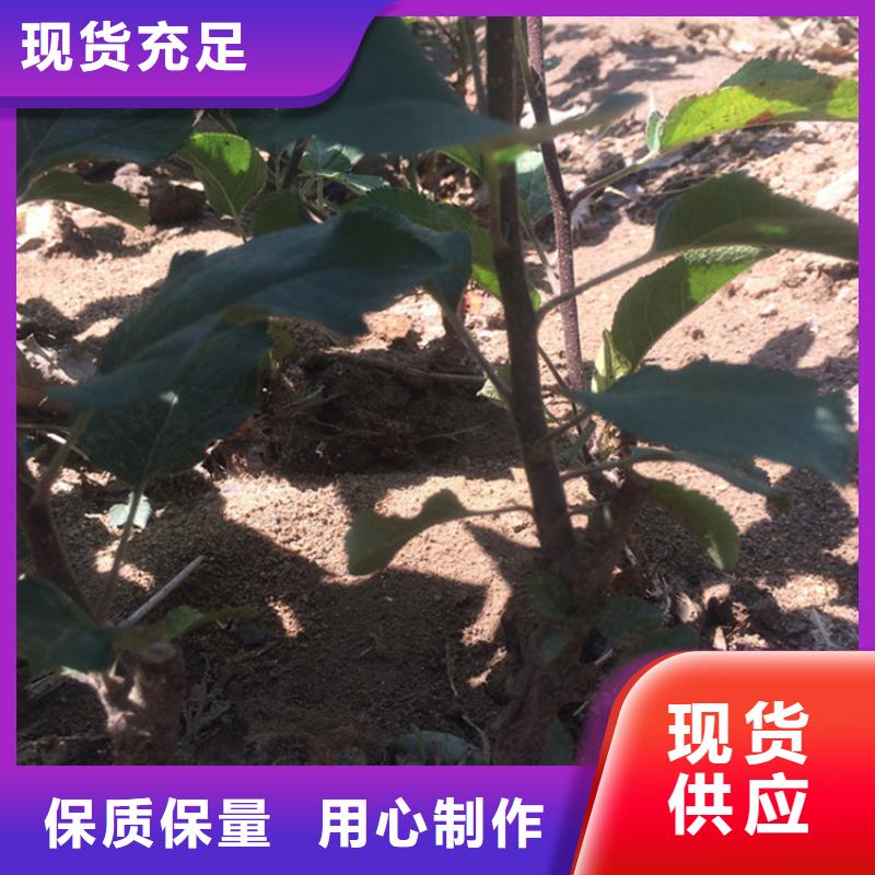 【苹果苹果苗厂家直销大量现货】物流配货上门