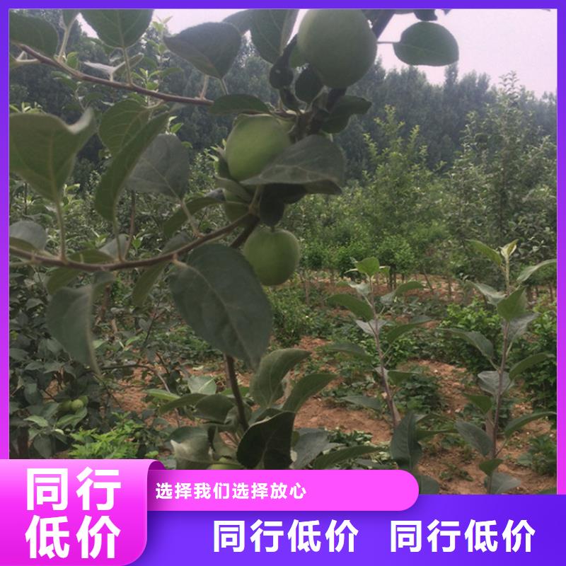 苹果,樱桃苗精心打造优势