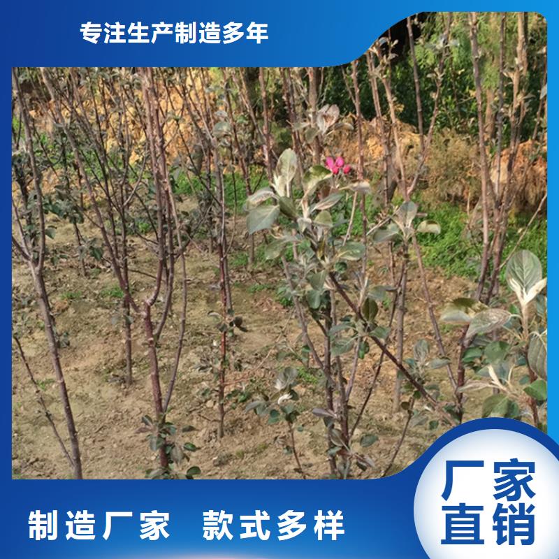 苹果-苹果苗现货销售价格有优势