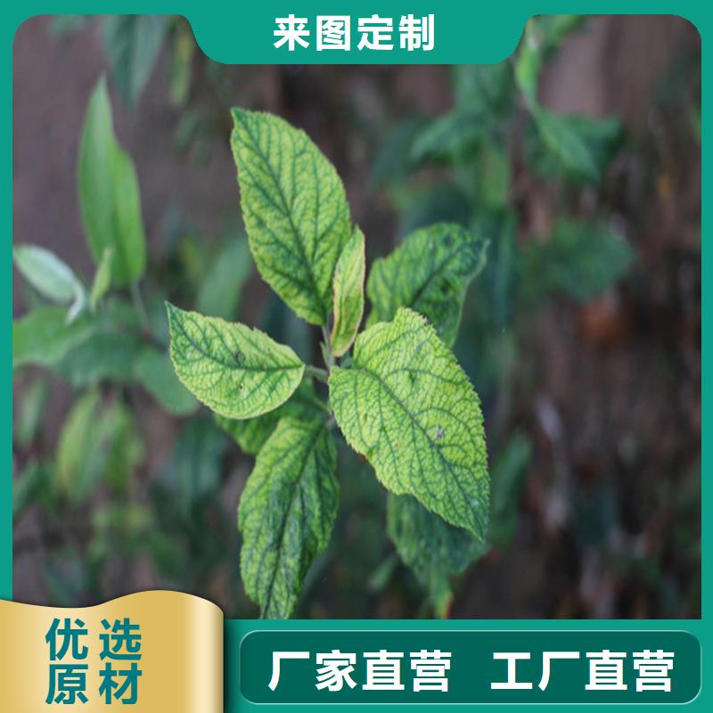 苹果_【苹果苗】供应采购N年大品牌