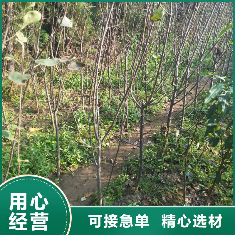 苹果石榴树用心提升细节可零售可批发